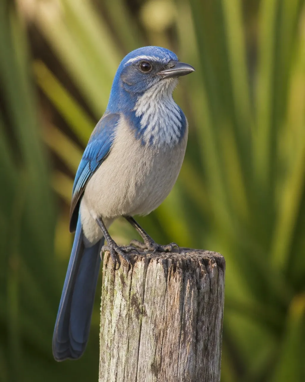 Florida Scrub-Jay perched on a weathered post